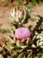 TSA CYNARA SCOLYMUS 50 ML - Farmacia Artemisia di Montecuollo Dott. Angelo snc