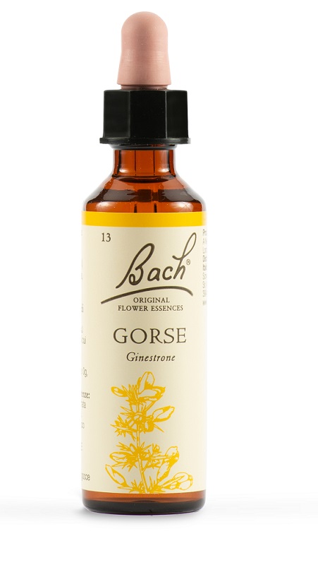 GORSE BACH ORIG 20 ML - Farmacia Artemisia di Montecuollo Dott. Angelo snc